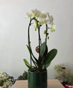 Orhidee alba