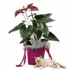 Anthurium