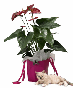 Anthurium