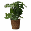 Monstera Deliciosa