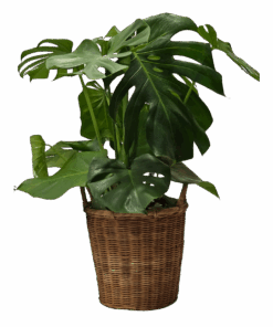 Monstera Deliciosa