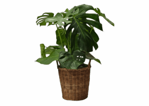 Monstera Deliciosa