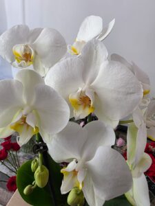Planta la Ghiveci