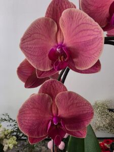 Planta la Ghiveci