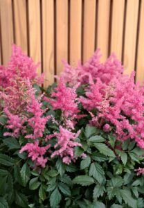 Buchet cu Astilbe