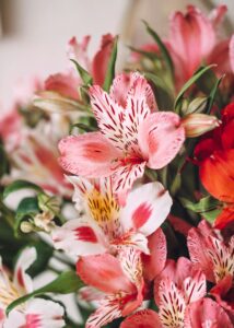 Buchet cu Alstroemeria