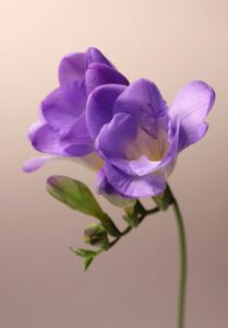 Buchet Frezii