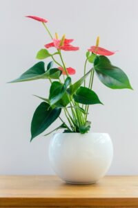 Anthurium Ghiveci