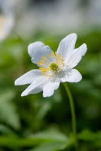Flori Naturale Albe